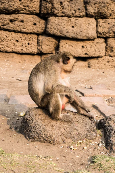 Tutup monyet thai . — Stok Foto