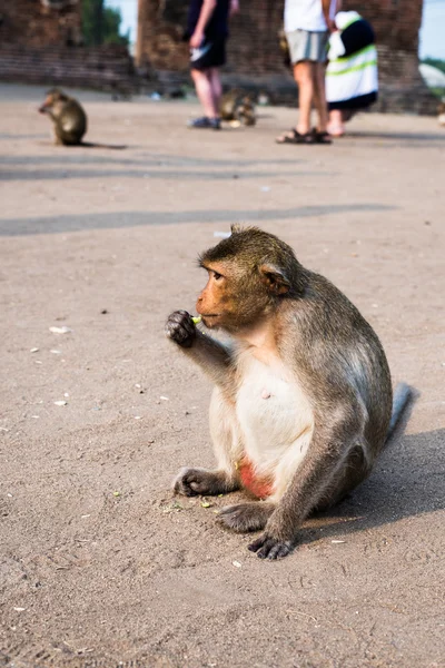 Baby monkeys in Thai Temple