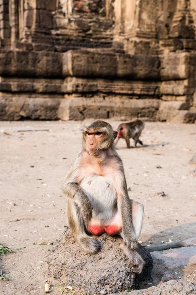 Monos en templo tailandés — Foto de Stock