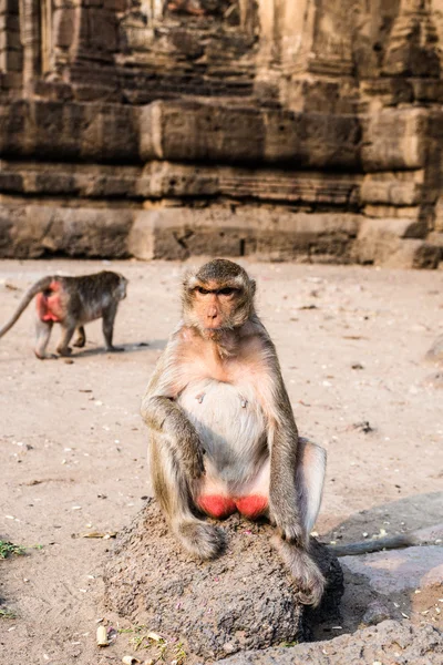 Monos en templo tailandés — Foto de Stock