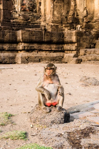 Monos en templo tailandés — Foto de Stock