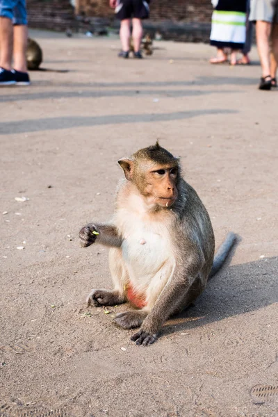 Monyet di Kuil Thailand — Stok Foto