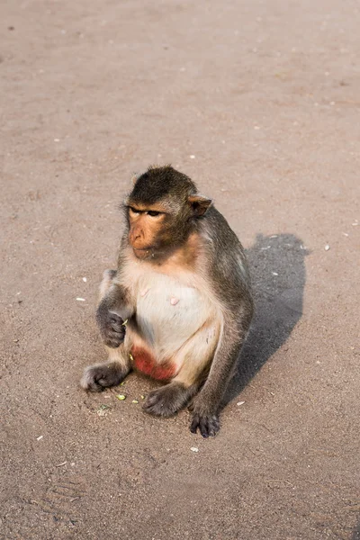 Scimmie nel tempio tailandese — Foto Stock