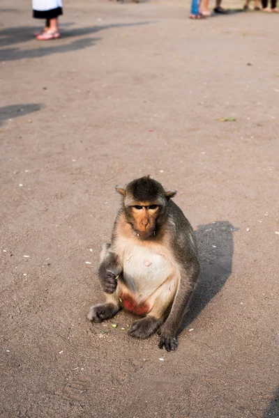 Monyet di Kuil Thailand — Stok Foto