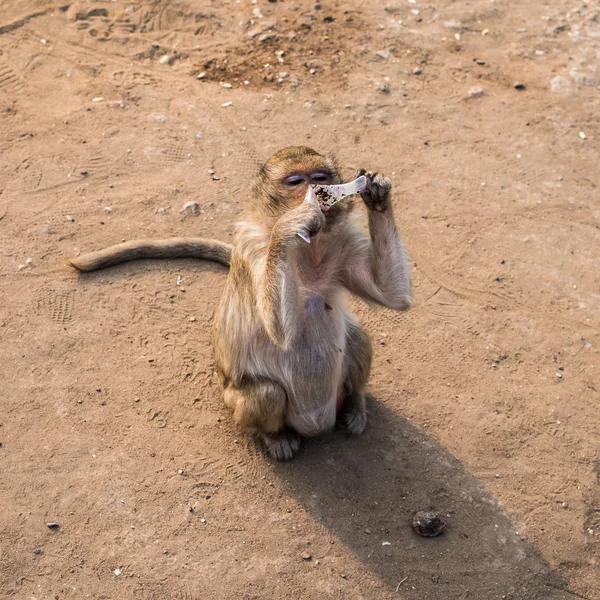 Monos bebé en templo tailandés, Lopburi, Tailandia . — Foto de Stock