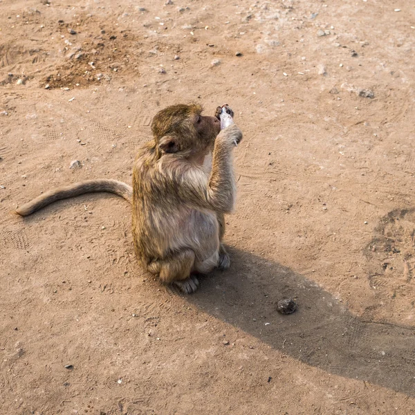 Tutup monyet Thailand — Stok Foto