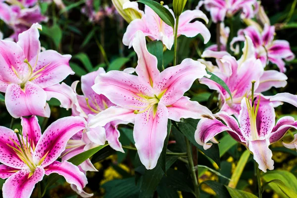 Full blooming of lily flower in garden. — Stock Photo, Image