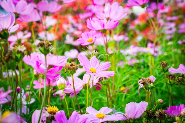 Närbild Kosmos Blommor Vackra Rosa Och Färgglada Kosmos Blommor Trädgården — Stockfoto