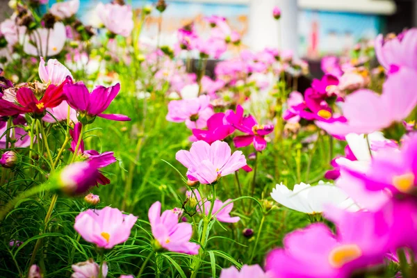 Primer Plano Las Flores Del Cosmos Hermosas Flores Color Rosa — Foto de Stock