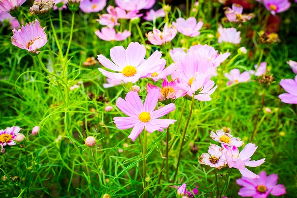 コスモスの花のクローズアップ 庭の美しいピンクと白のコスモスの花 — ストック写真