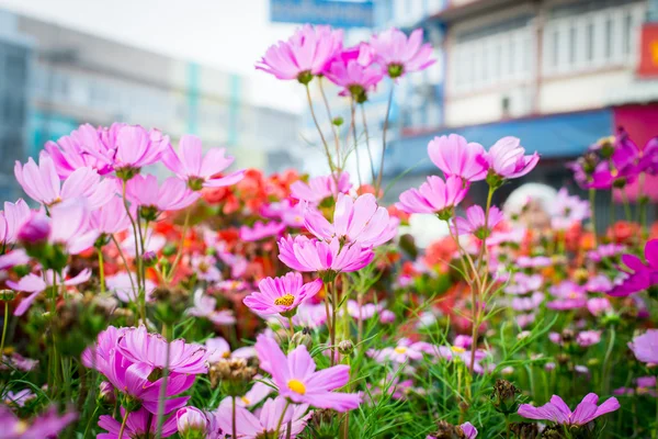 Beautiful Cosmos Flowers Beautiful Pink White Cosmos Flowers Garden Natural — Stock Photo, Image