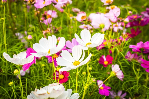 Hermosas Flores Cosmos Rosa Blanco Cosmos Campo Negro Garden Natural — Foto de Stock