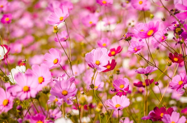 Cosmos de azufre — Foto de Stock