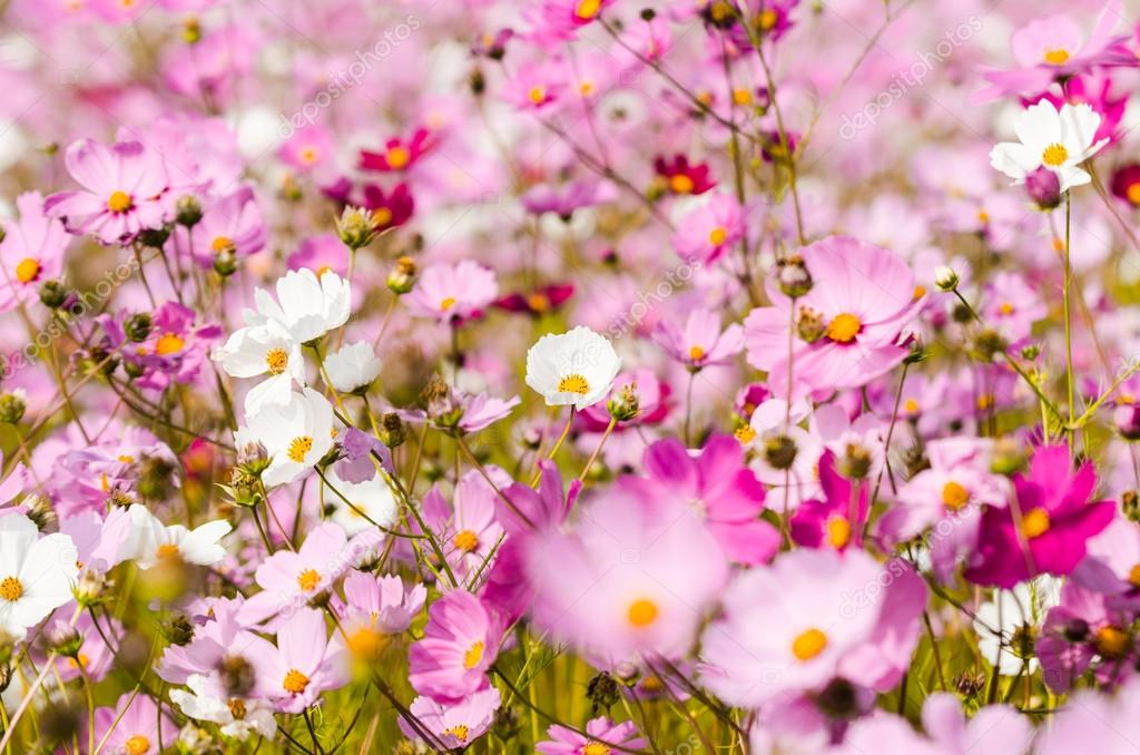 Tres flores fotos de stock, imágenes de Tres flores sin royalties | Depositphotos Tres flores fotos de stock, imágenes de Tres flores sin royalties | Depositphotos