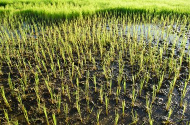 Yeşil buğday tarlası