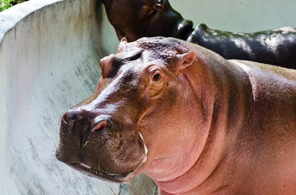 Hippopotamus — Stock Photo, Image