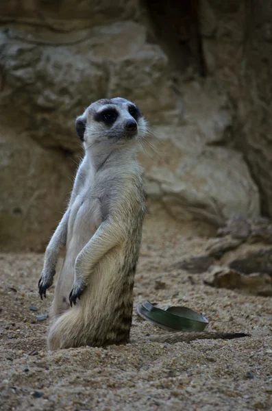 Meerkat — Stock Photo, Image