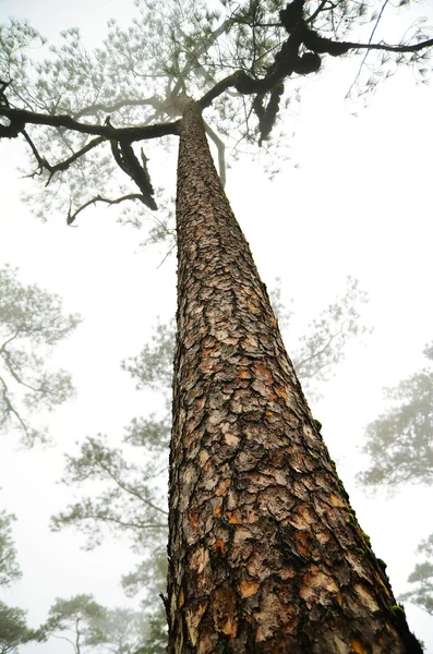 Lövträd — Stockfoto