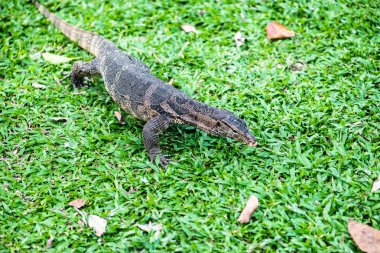 Varanus salvator yeşil alanlar üzerinde.