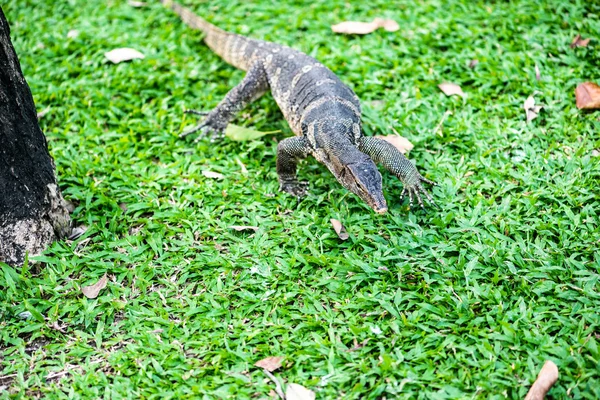 Varanus salvador em campos verdes . — Fotografia de Stock