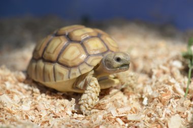 Genç sulcata kaplumbağa.