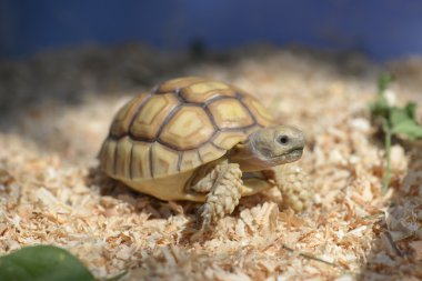 Genç sulcata kaplumbağa.