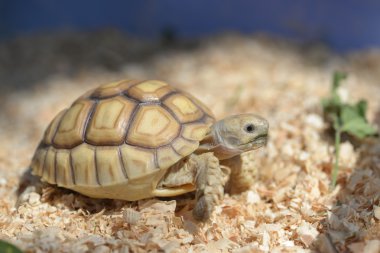 Genç sulcata kaplumbağa.