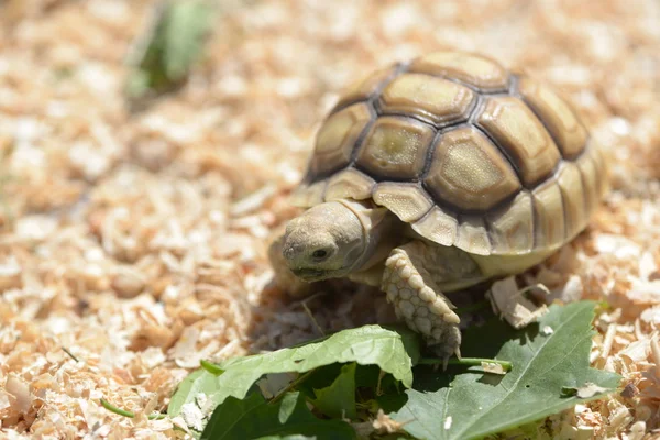 Tortuga Sulcata joven . —  Fotos de Stock