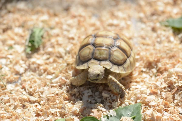 Tartaruga jovem Sulcata . — Fotografia de Stock