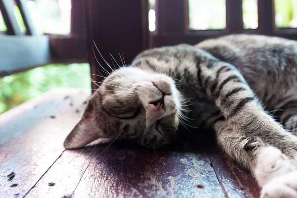 Hermoso gato gris —  Fotos de Stock