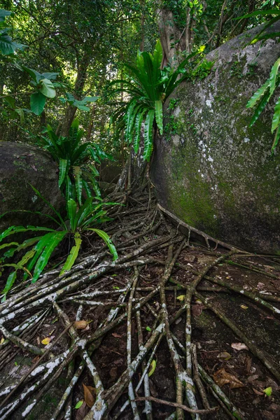 Stein og skog – stockfoto