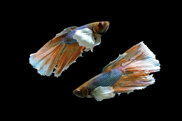 Betta siamese fishs. — Stock Photo, Image