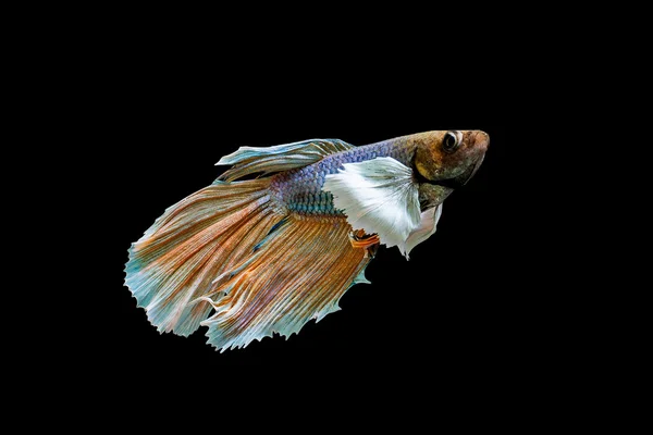 Betta siamese fishs. — Stock Photo, Image