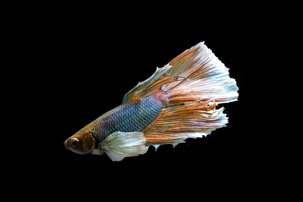 Рыбы Бетты Сиамской . — стоковое фото