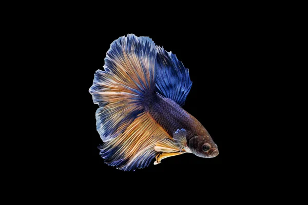 Betta peces siameses . — Foto de Stock