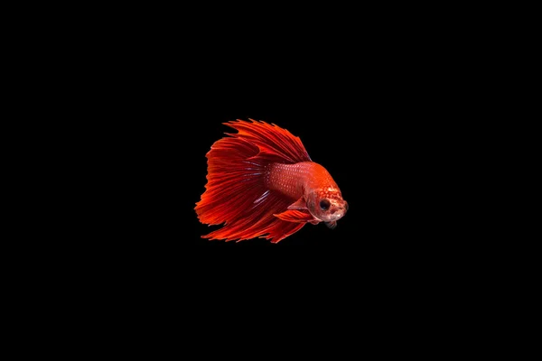 Betta peces siameses . — Foto de Stock