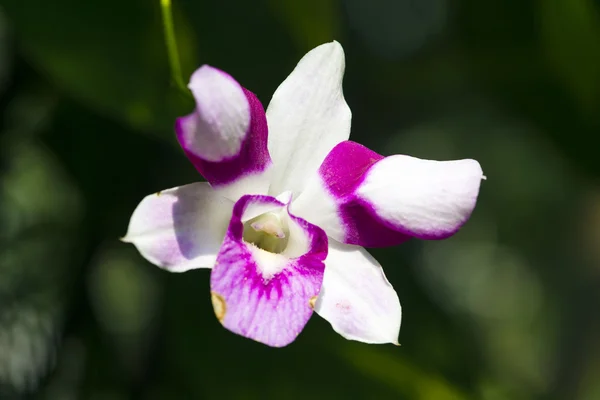 白い蘭の花のクローズ アップ. — ストック写真