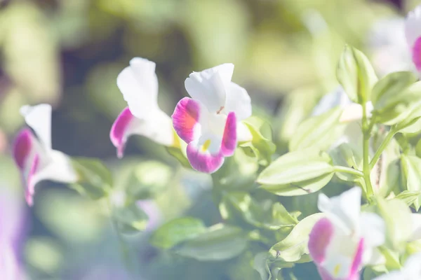 Vackra blommor i trädgården. — Stockfoto