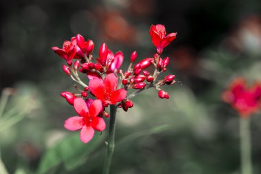Bahçede yakın plan çiçekler..