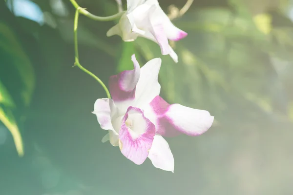 Orchidee bianche con messa a fuoco morbida . — Foto Stock