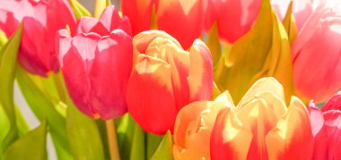 Doğal renkli lalelerin bir bileşimi 