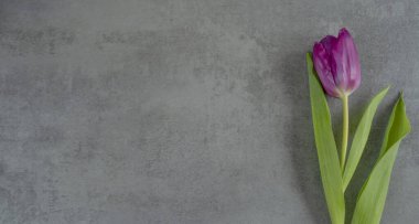 Gri arkaplanda yaprakları olan doğal lale ve metin için boşluk