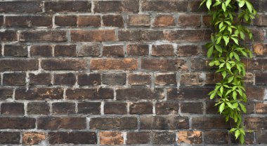 Yeşil sarmaşıklı tuğla duvar ve metin için boşluk