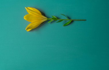 Turkuaz arkaplan akrilik boya ile boyanmış tuvalin üzerinde güzel bir dokuya sahip metin için yer var, doğal çiçek süslemesi sarı zambak, davetiye, dilek, pankart