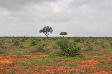 Tsavo Doğu Ulusal Parkı Kenya - Aralık 2013 