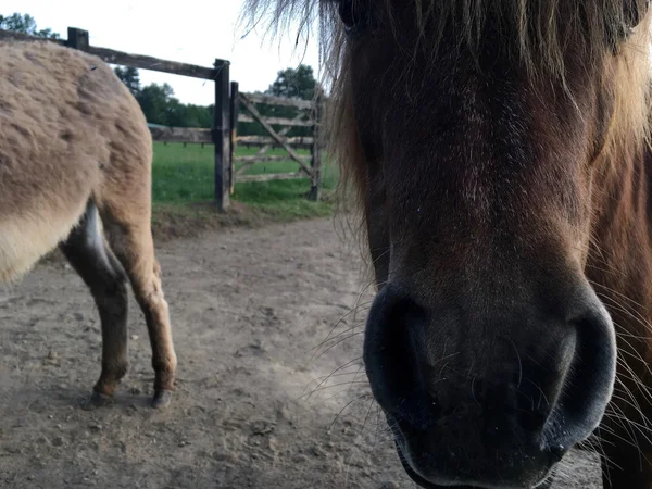 Ezels in een paddock — Stockfoto