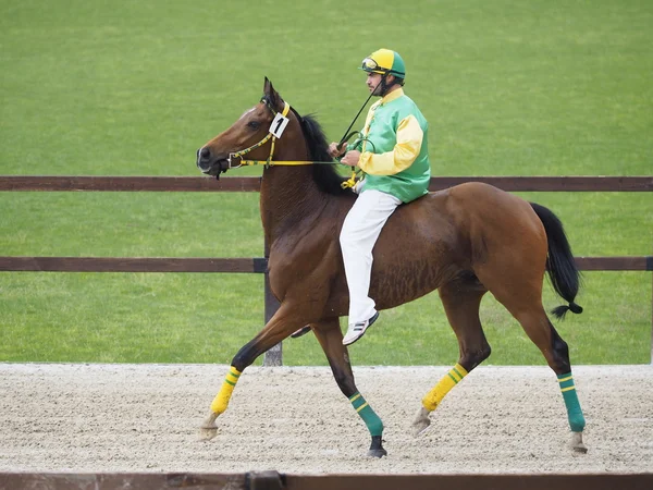 Palio di Legnano — Foto de Stock