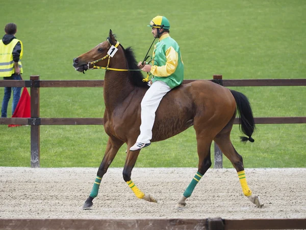 Palio di Legnano — Foto de Stock