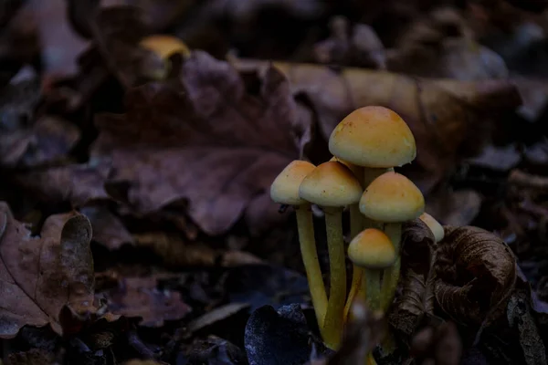 Grupo Inedible Cogumelos — Fotografia de Stock