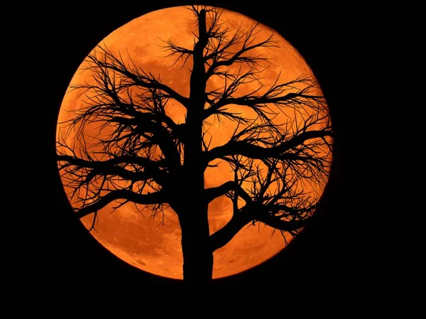 Pflanzensilhouette Vor Vollmond — Stockfoto